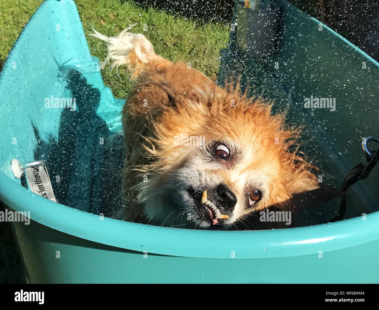 Dog taking bath hires stock photography and images Alamy