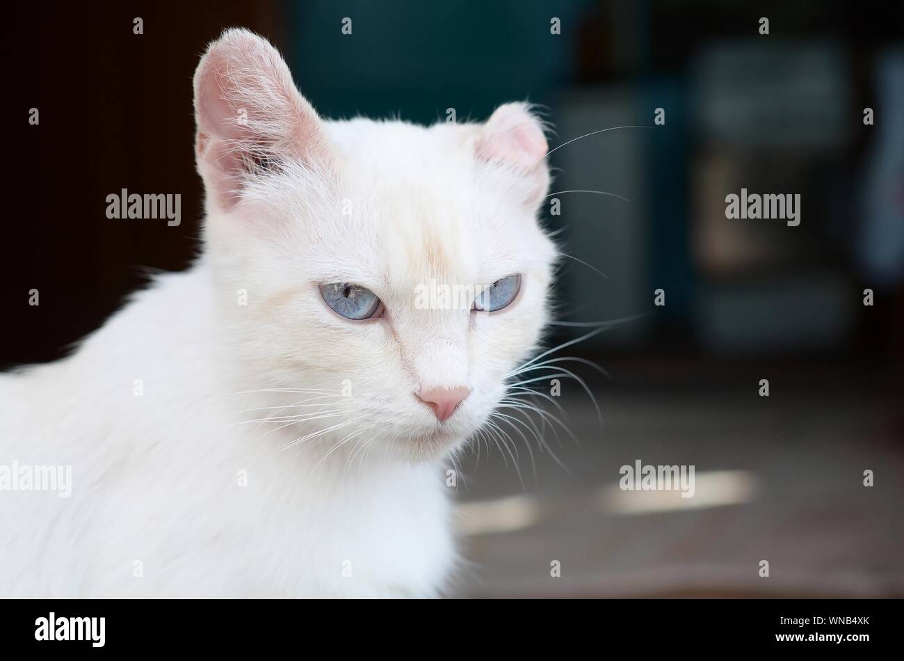 White cat hotsell pink ears