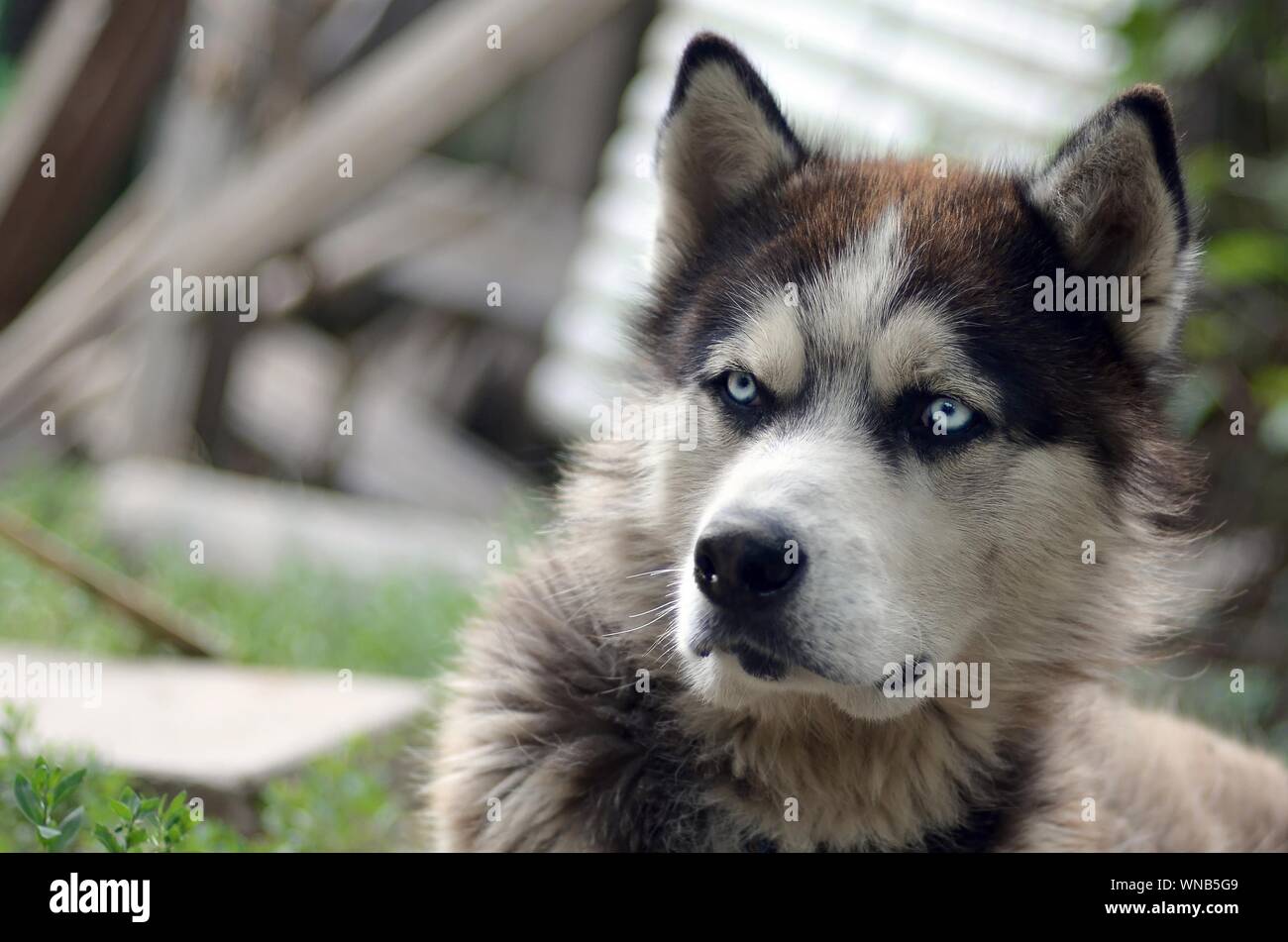 Alaskan Malamute with blue eyes. The Arctic Malamute is a wonderful