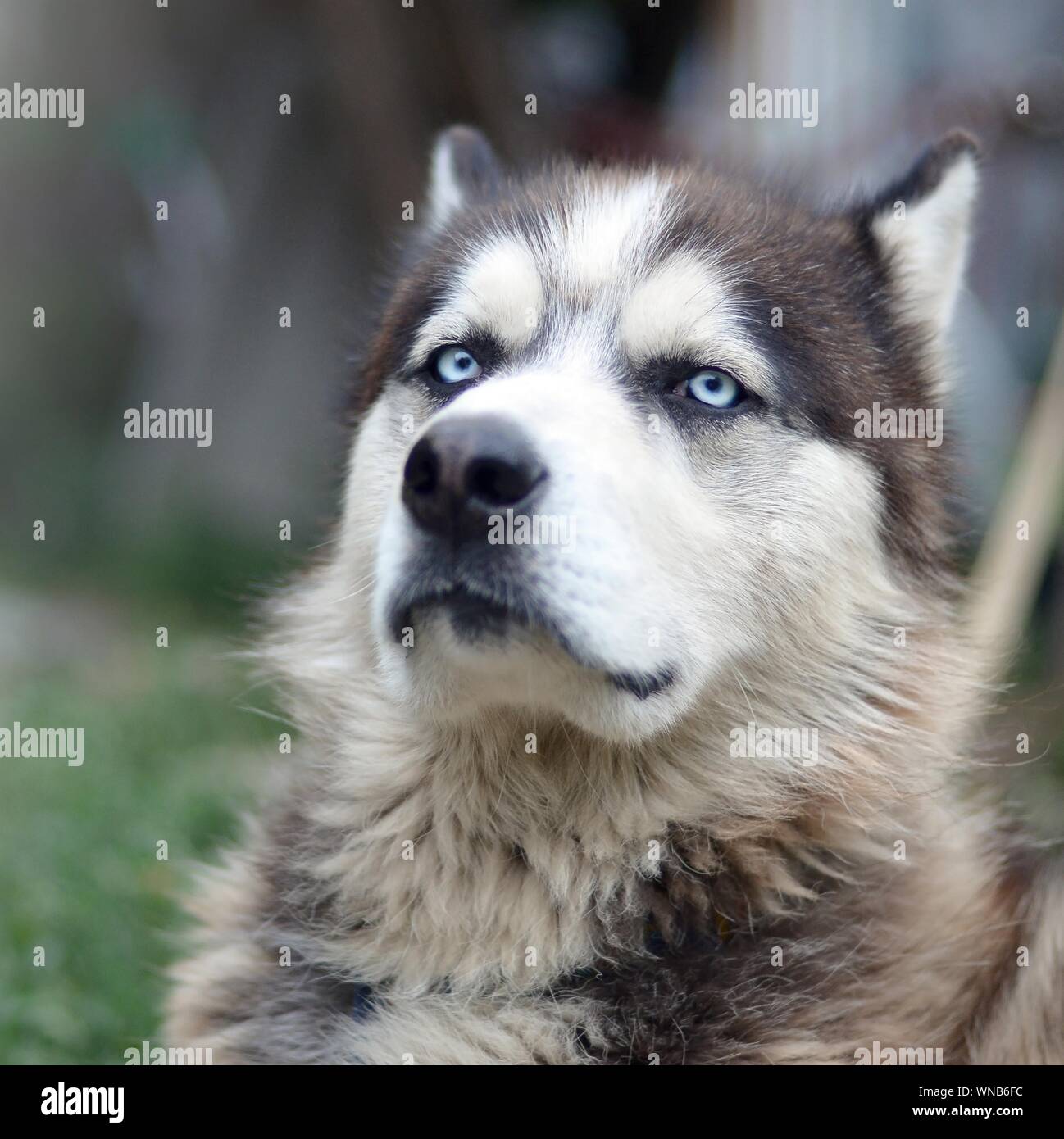 Frontal view of proud handsome young husky dog with head in profile ...
