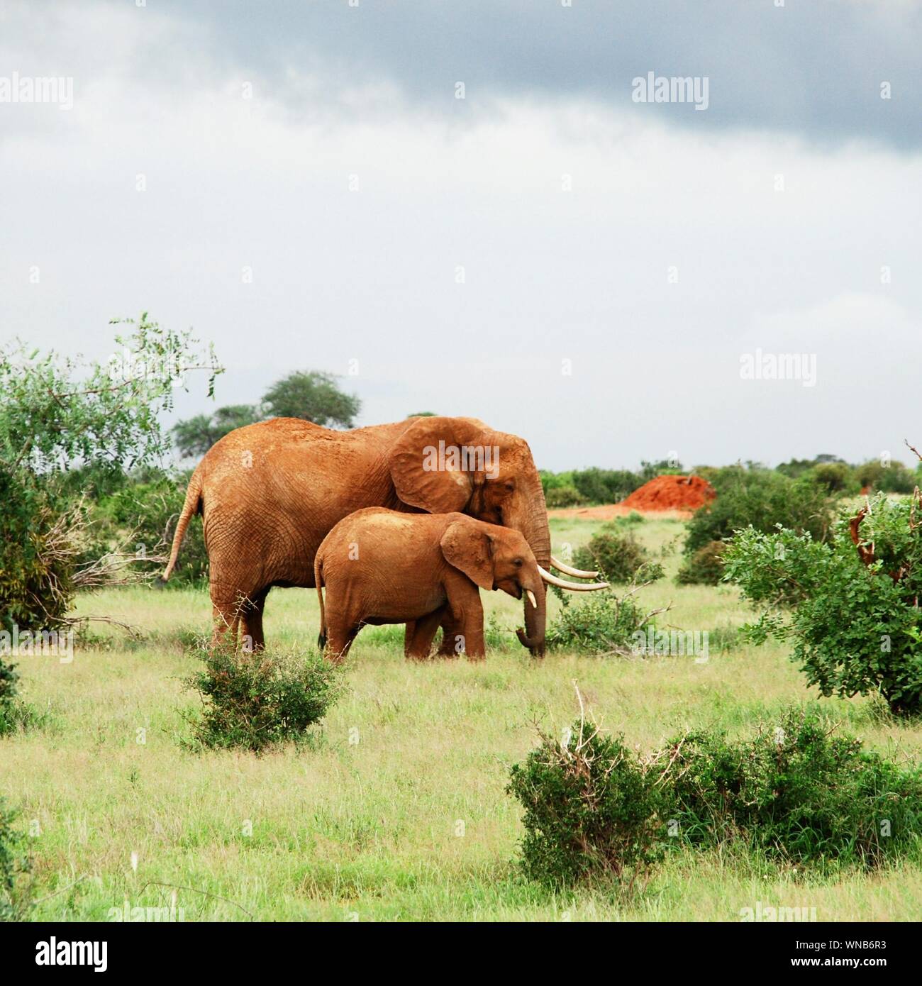 Female Animal With Calf Standing In Field Stock Photo