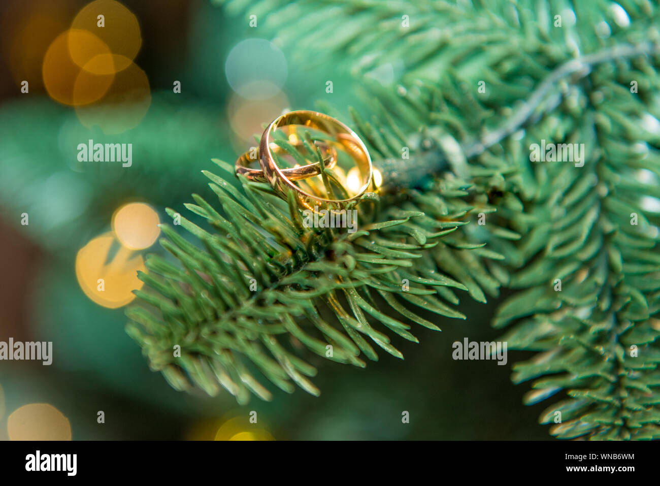 Tree rings pine hi-res stock photography and images - Alamy
