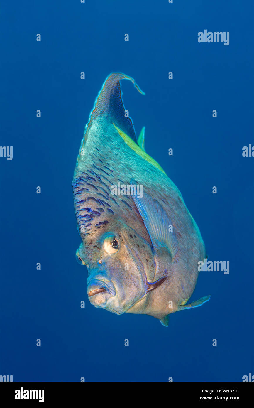 Yellowbar angelfish portrait Red Sea Stock Photo