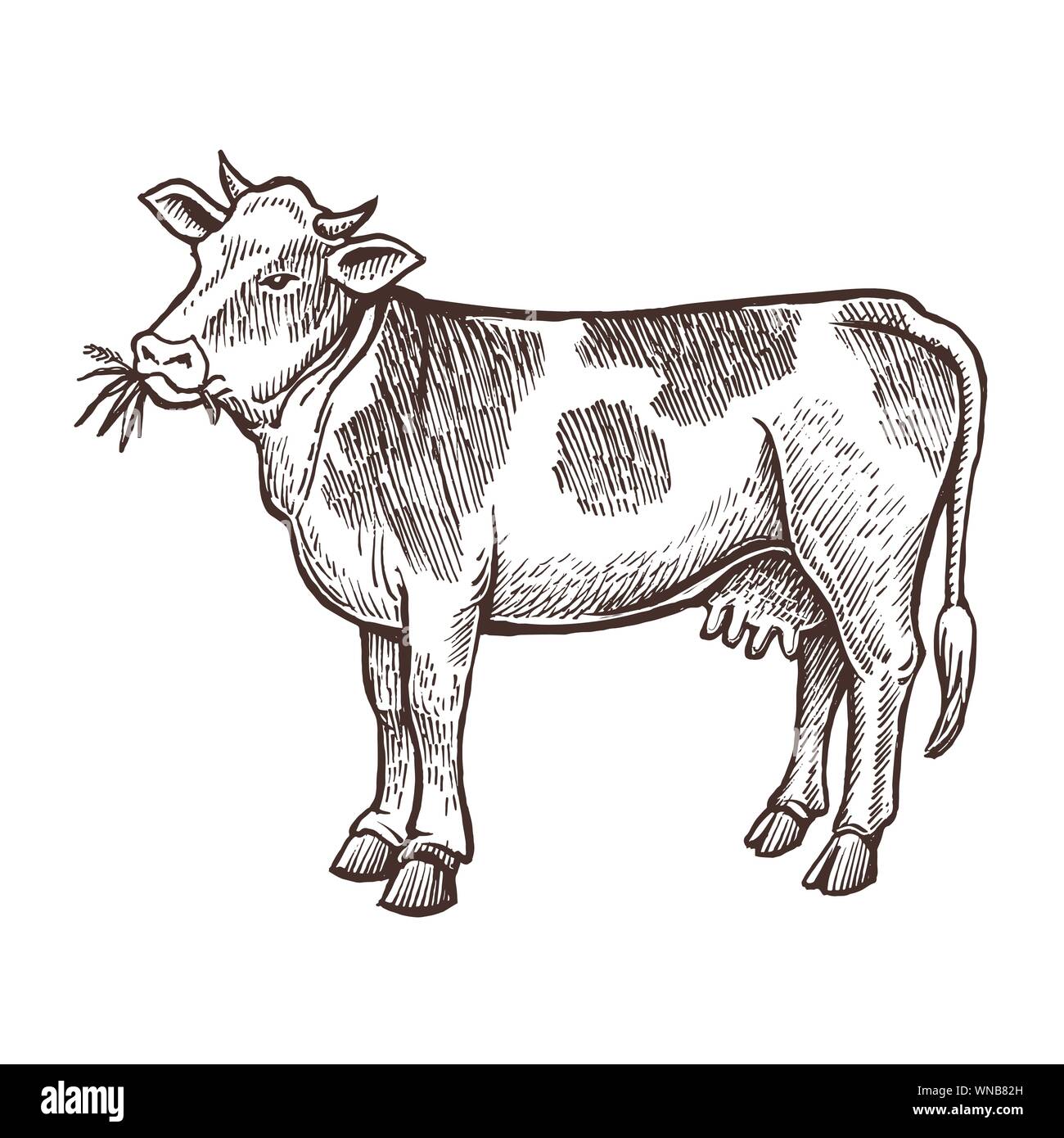 Cow farm animal sketch, isolated cow on the white background ...