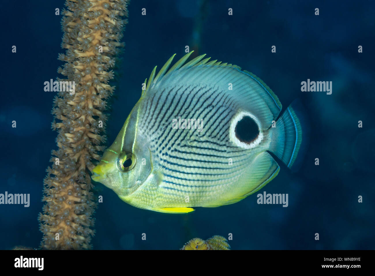 Foureye butterflyfish swimming in Bahamas Stock Photo