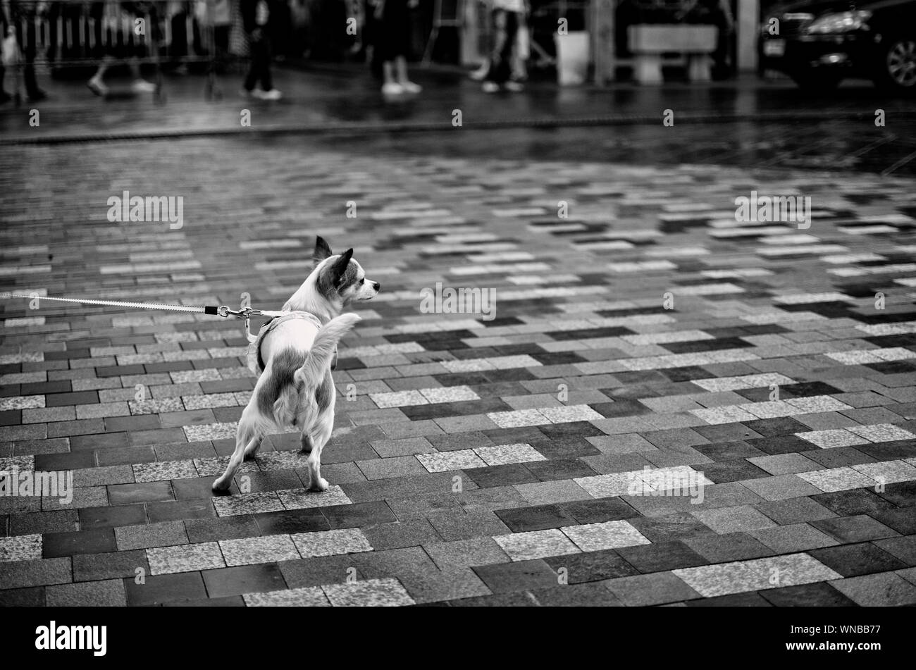 Why Does My Dog Lick The Pavement