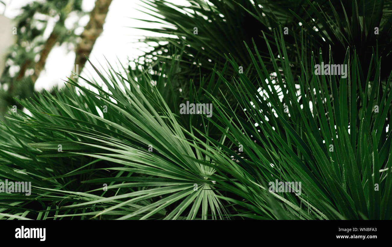 Green tropical palm leaves, floral pattern background, real photo Stock  Photo - Alamy