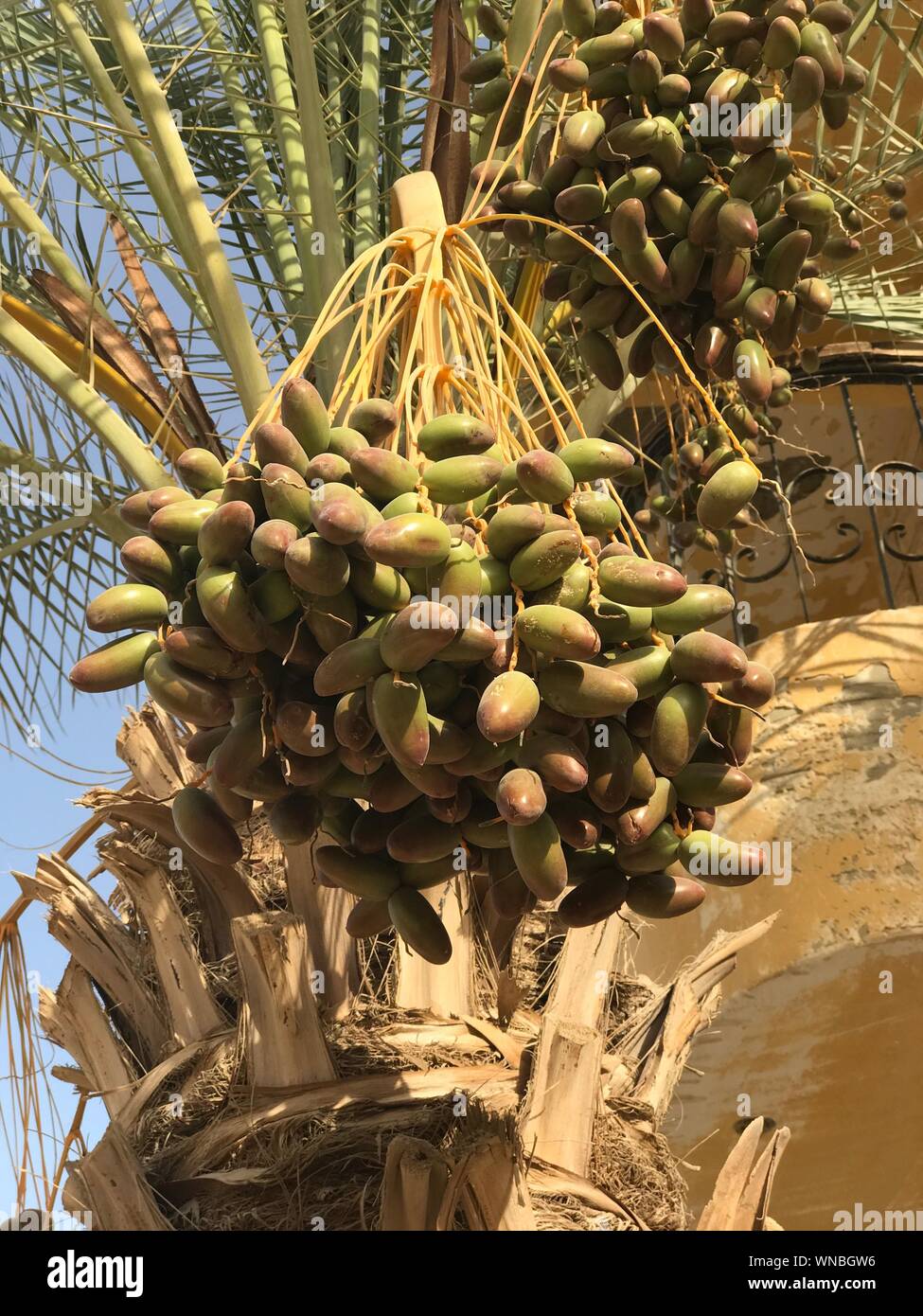 Unripe Dates High Resolution Stock Photography And Images Alamy
