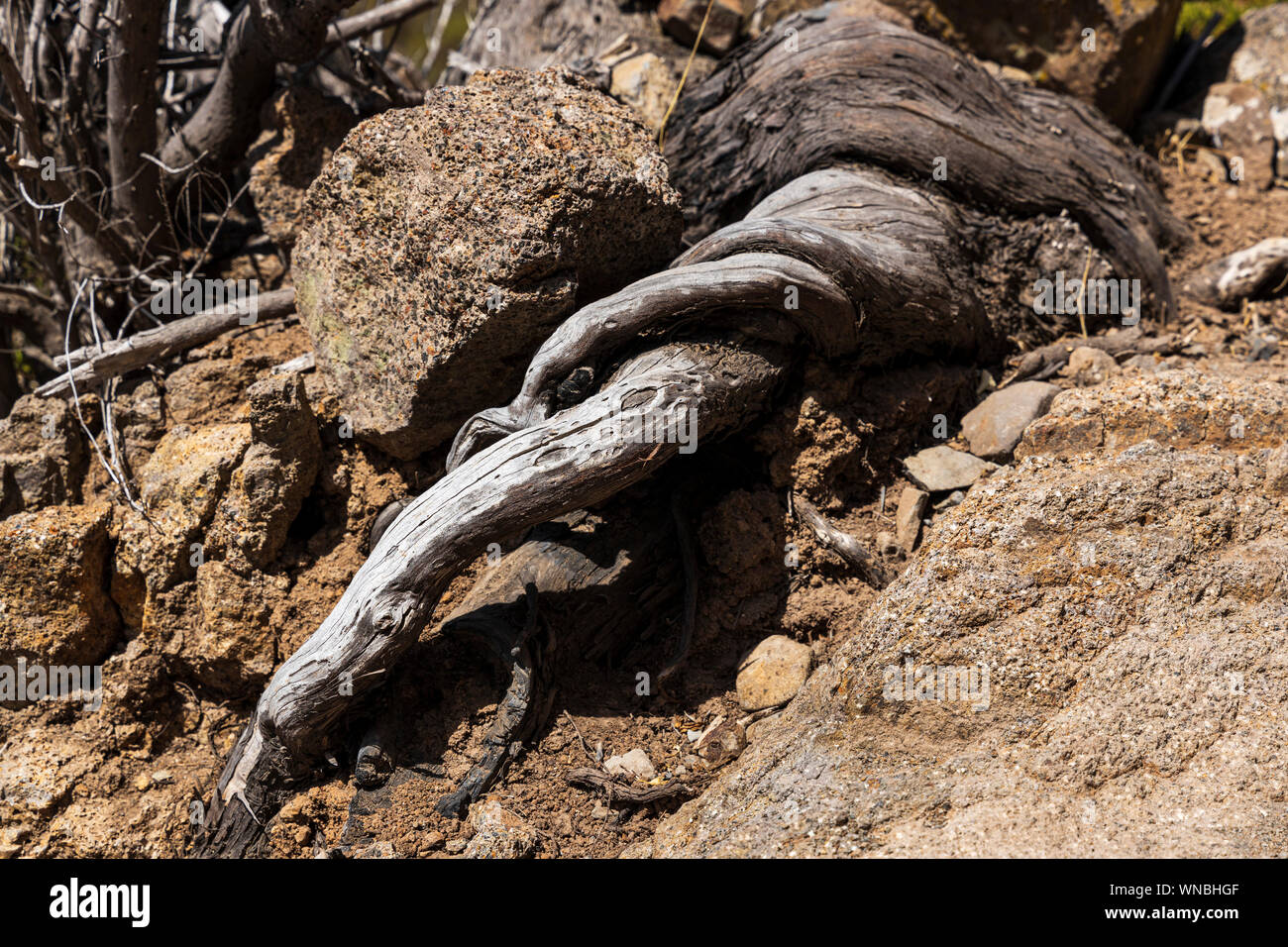 Twisting tree roots hi-res stock photography and images - Alamy