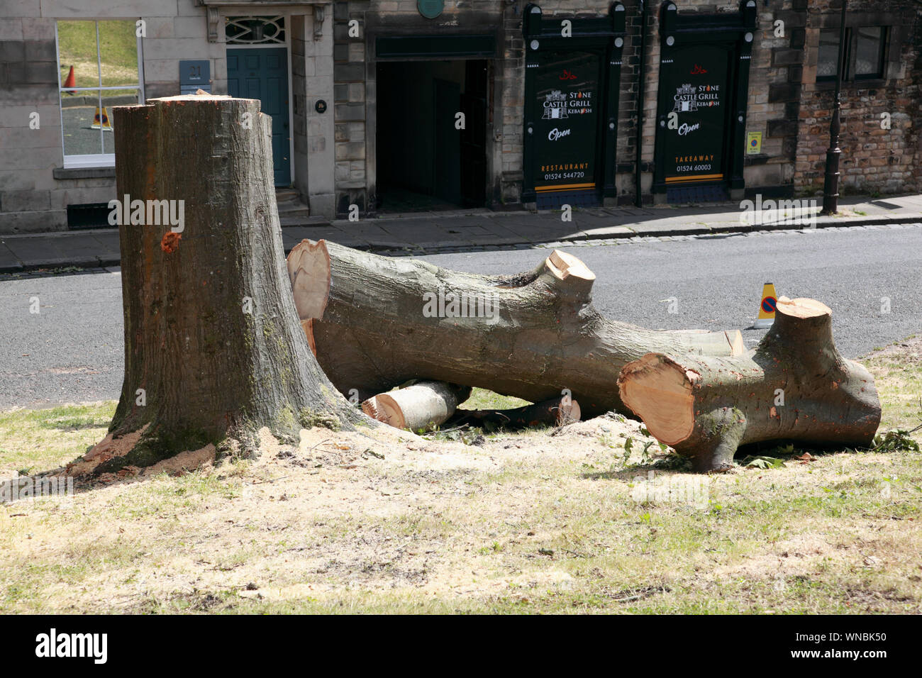 A mature tree felled in Castle Park in Lancaster, northern England Stock Photo