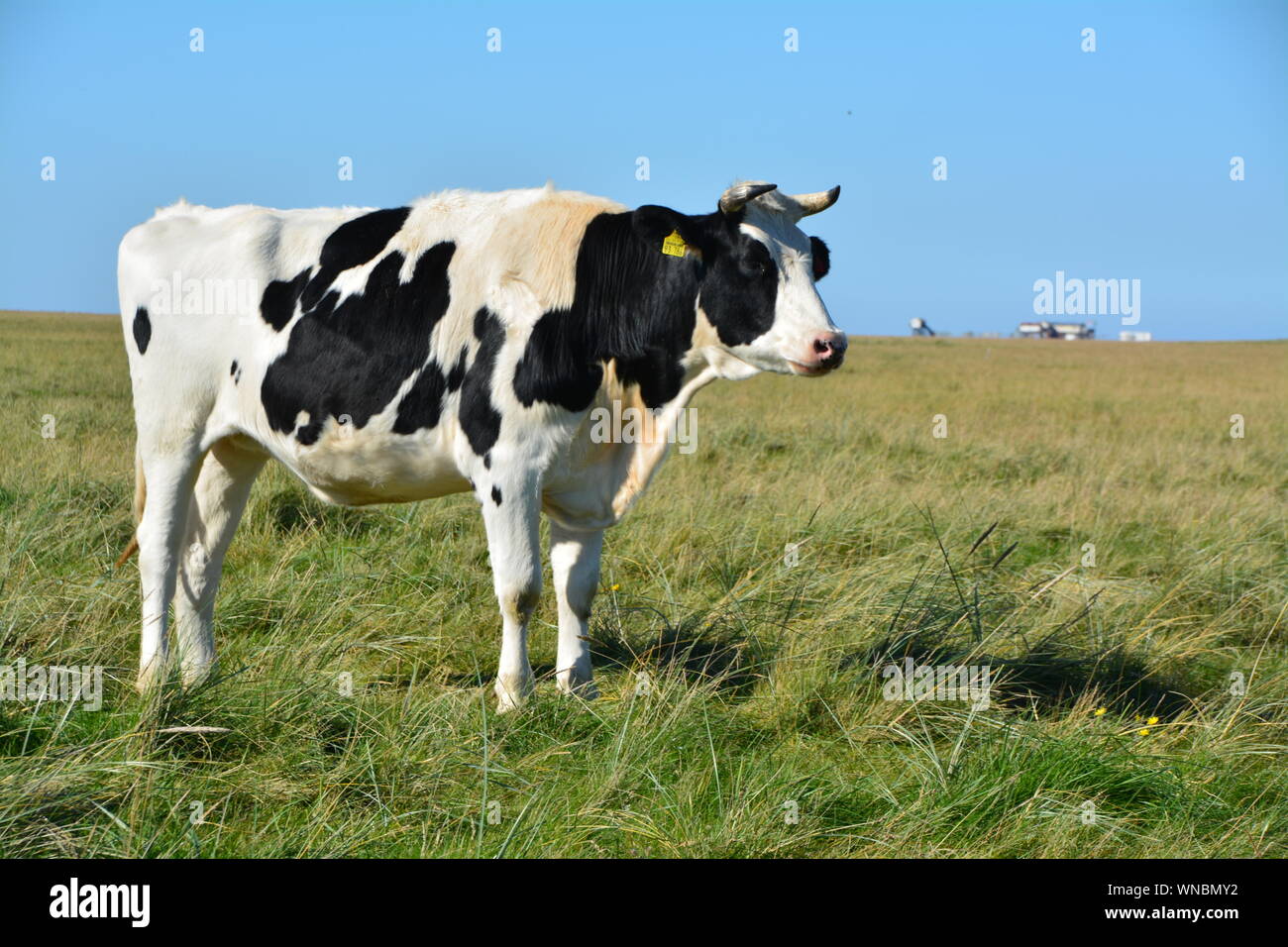 Black on white cow hi-res stock photography and images - Alamy