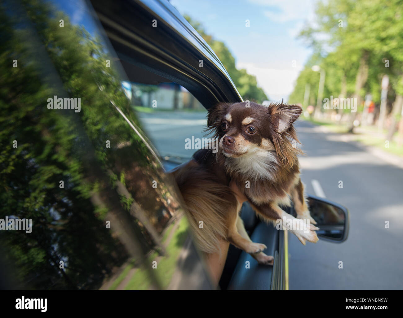 Chihuahua Looking Out Through Car Window Stock Photo - Alamy