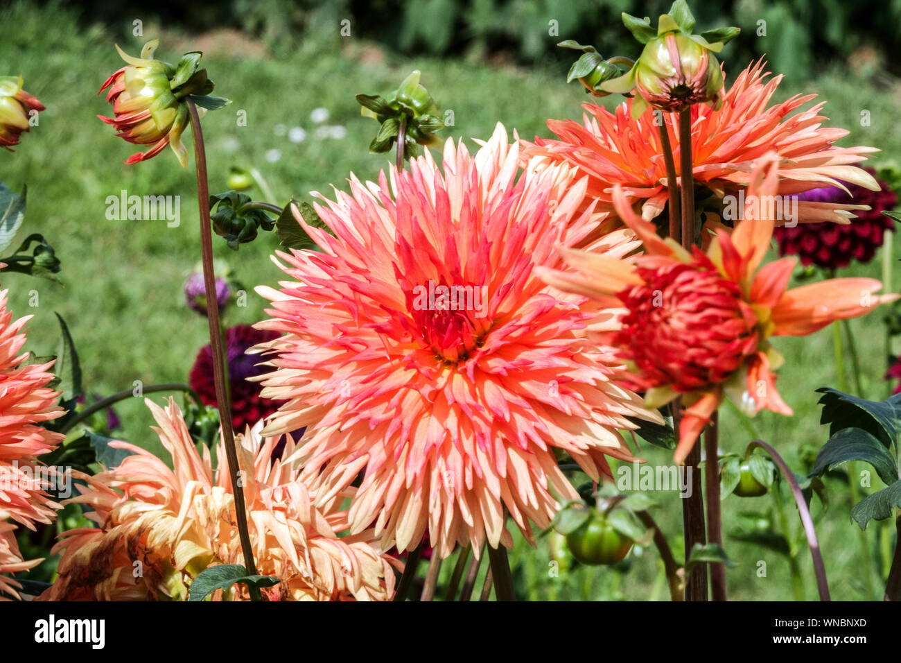 Dahlia flower, Dahlias, Dahlia 'Mevrouw Clement Andries' Stock Photo