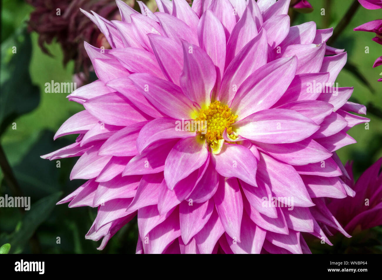 Dahlia flower, Dahlias, Dahlia "Betelgeuse Stock Photo Alamy