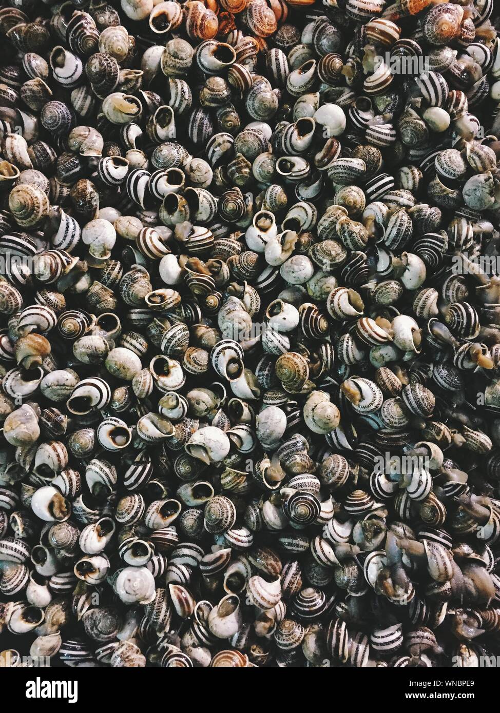 Pile Of Snails Stock Photo