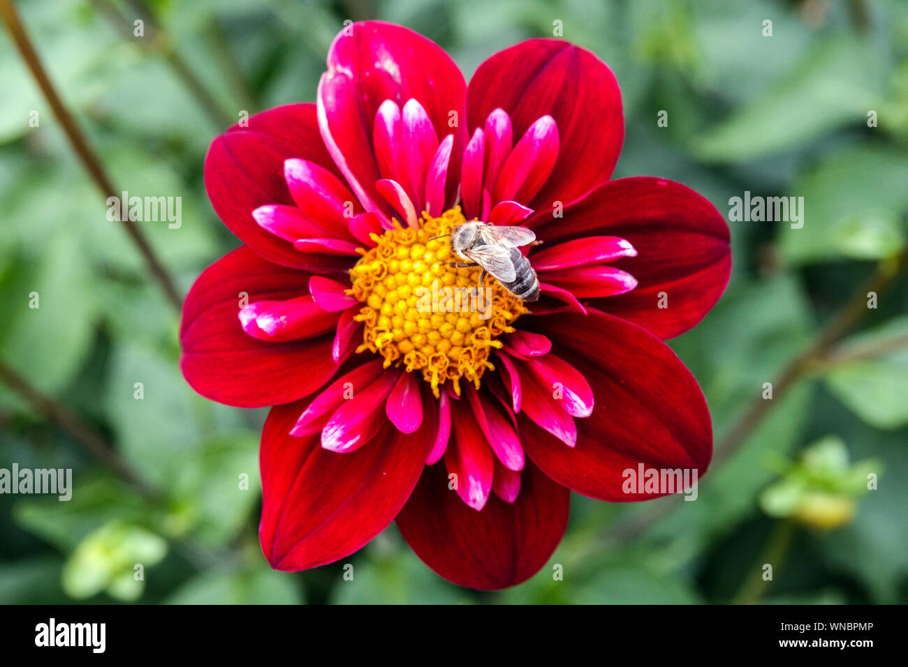 Dahlia single flower Dahlia 'Don Hill' honey bee collecting nectar, feeding Stock Photo