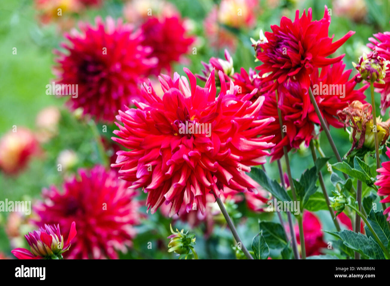 Hardy annuals Red Dahlia flower, Dahlias, Red Dahlia "Ivona Stock Photo