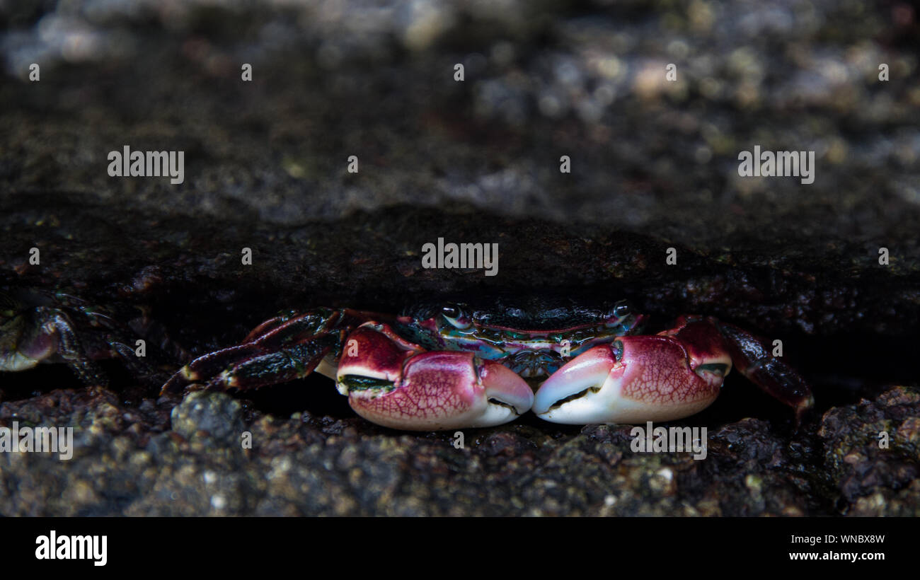 Crab under the sea hires stock photography and images Alamy
