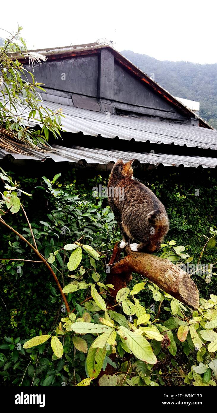 Rear View Of Cat On Branch Against House Stock Photo