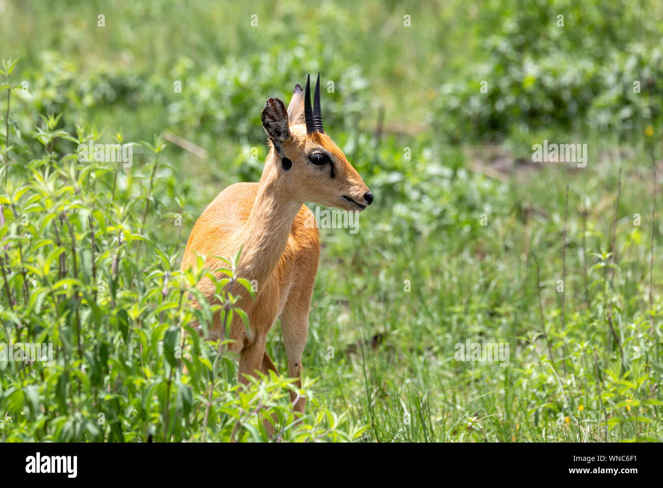 Oribi, Ourebia ourebi is small antelope found in eastern, southern and western Africa. Ethiopia, Senkelle Sanctuary, Africa wildlife Stock Photo