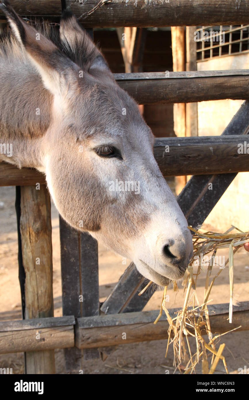 Donkey Eating High Resolution Stock Photography and Images Alamy