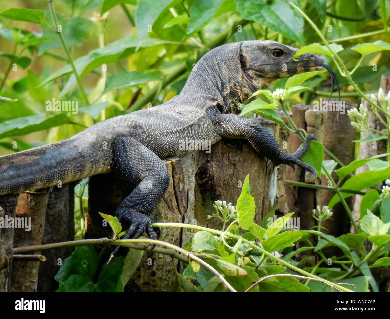 Monitor Lizard On Wooden Fence Amidst Plants Stock Photo Alamy