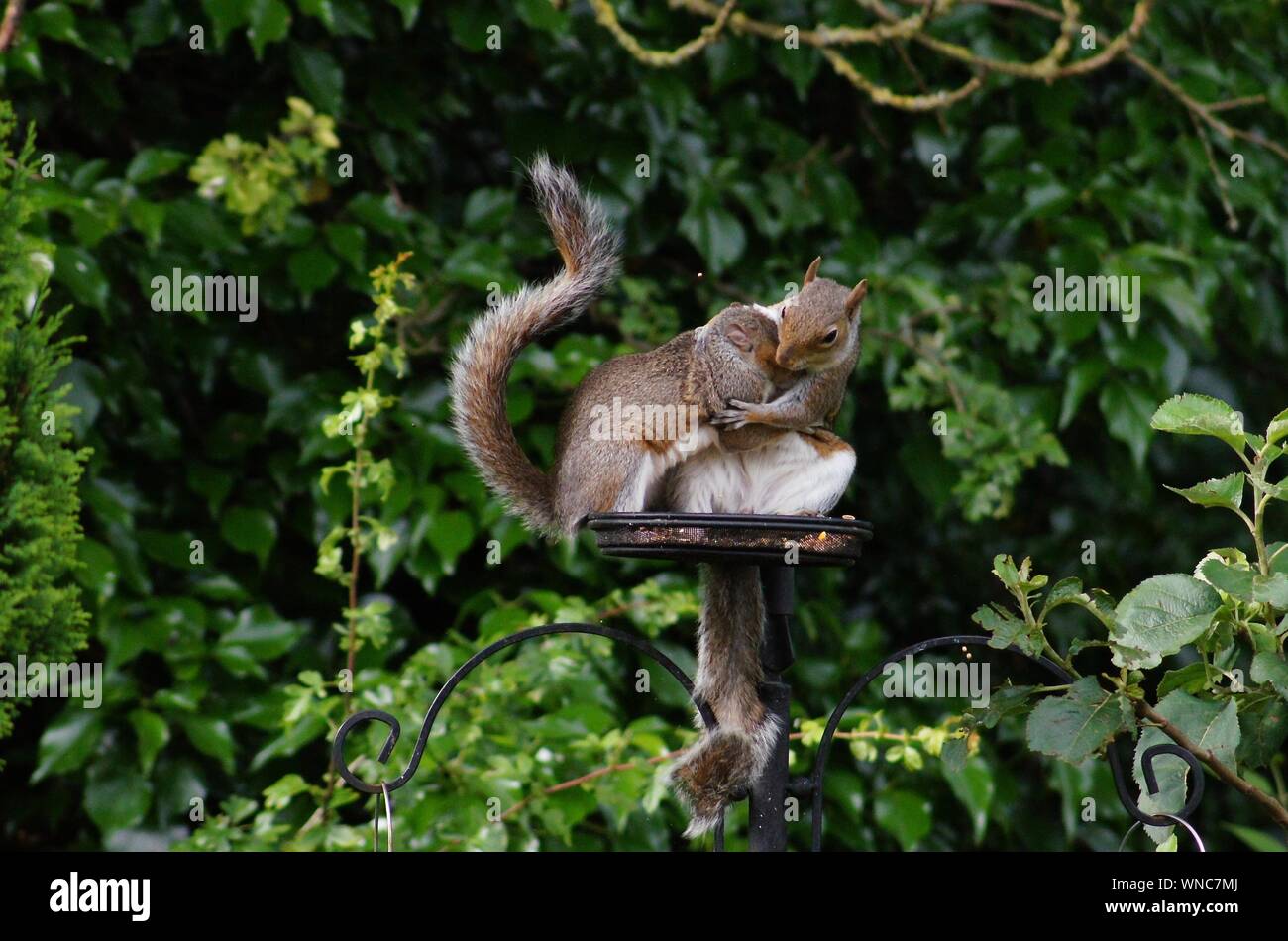 Two squirrels hugging hires stock photography and images Alamy