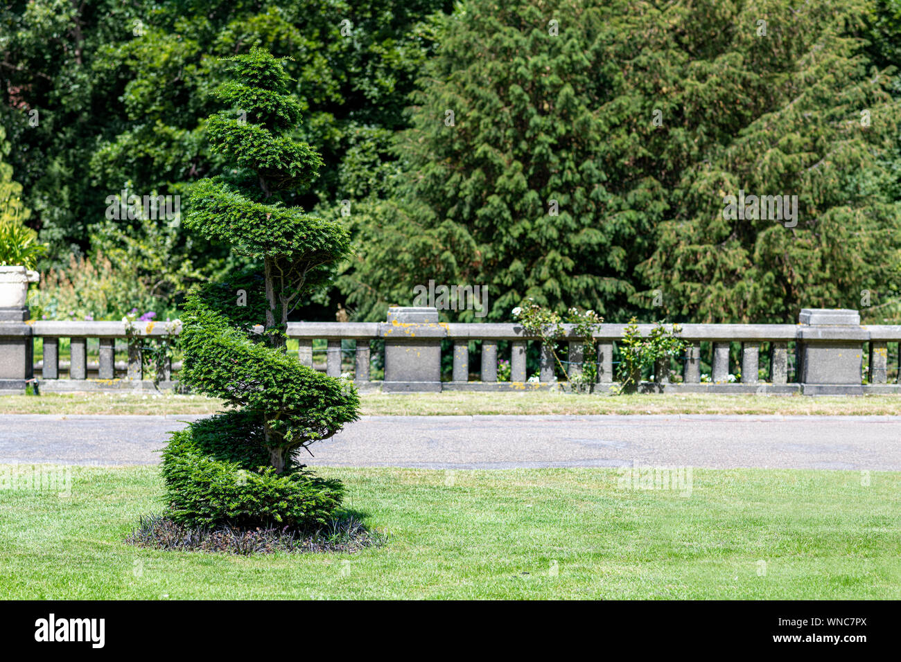 Coaxial conic and spiral pine tree