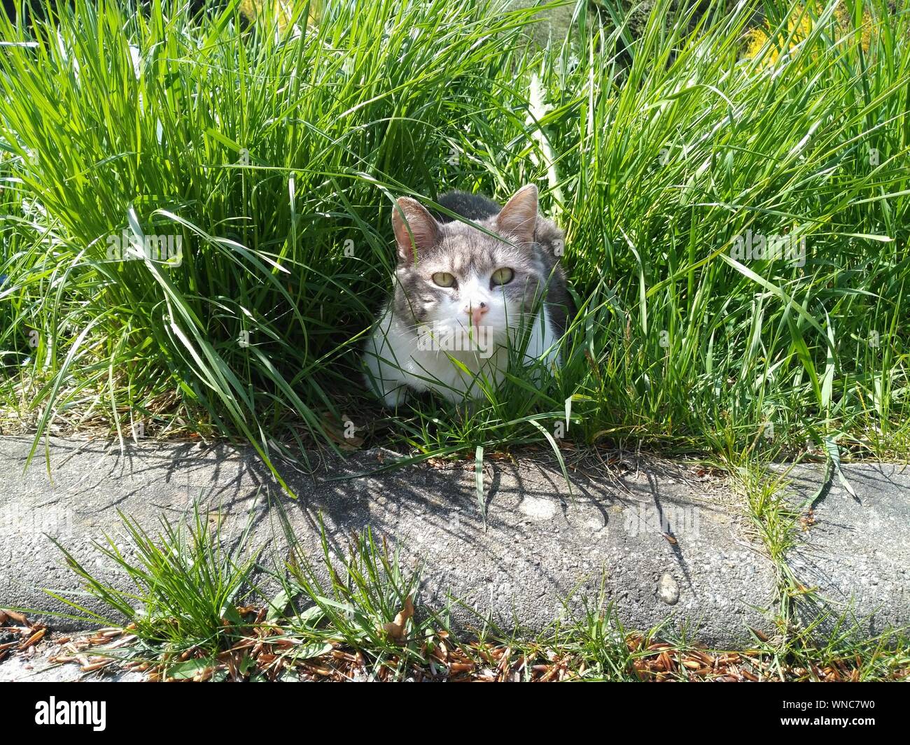 Portrait Of Cat On Relaxing On Grassy Field Stock Photo