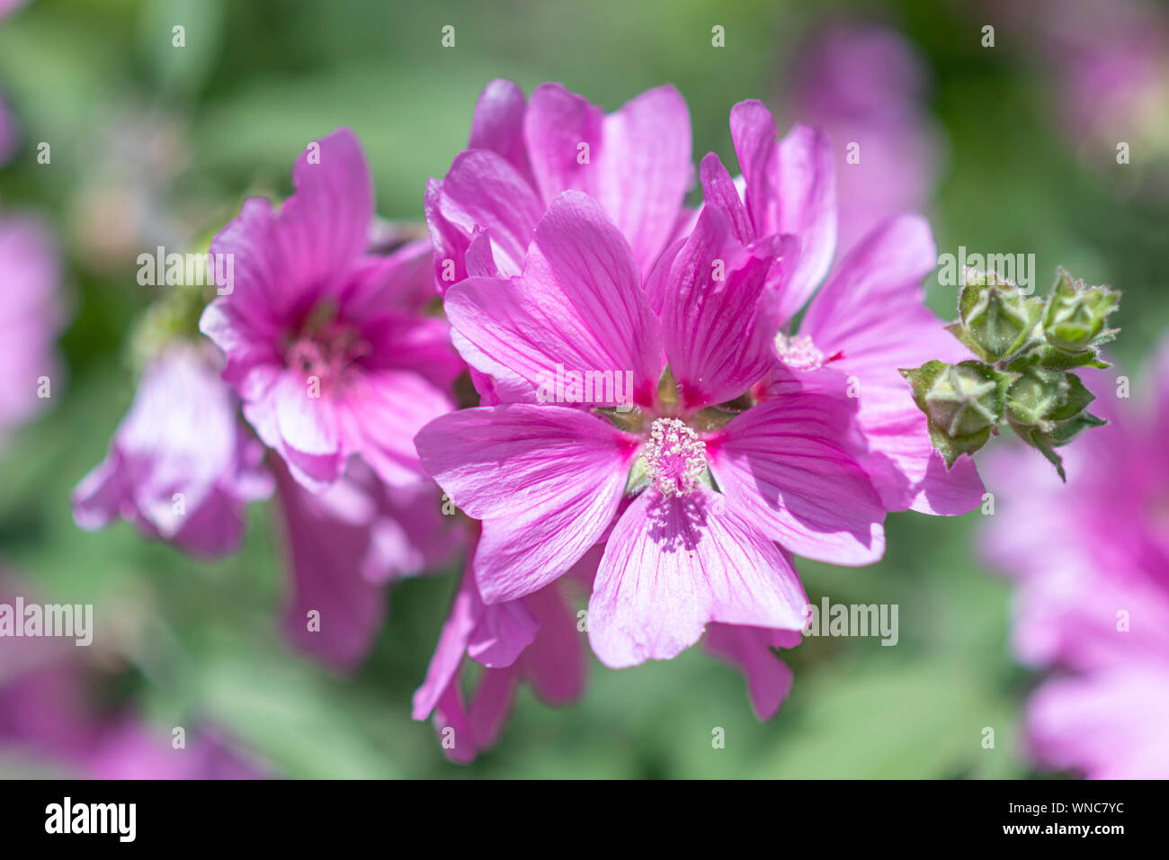 Alcea rosea, the common hollyhock flower blooming under the spring hash ...