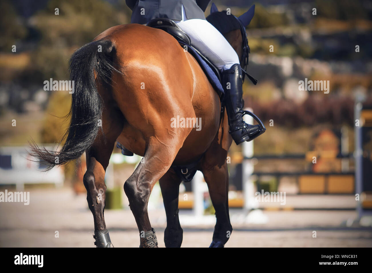 The tail of a sleek Bay horse with a rider in the saddle, galloping away across the sandy arena. Stock Photo