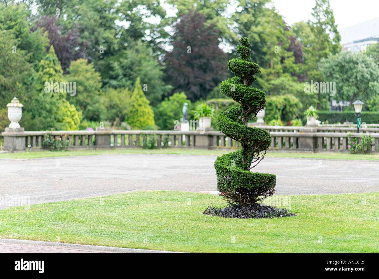 Coaxial conic and spiral pine tree growing on the green short grass