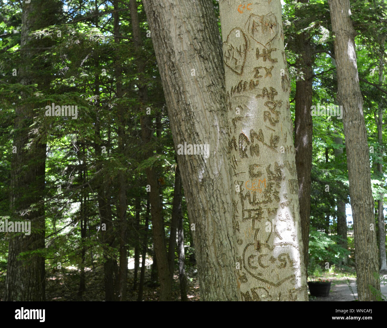 A tree in the forest that has been carved with many initials and names. Stock Photo