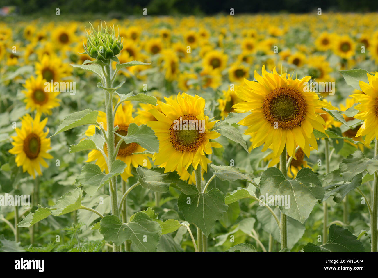 Close up horizontal photograph of bright sunflowers in a field. Stock Photo