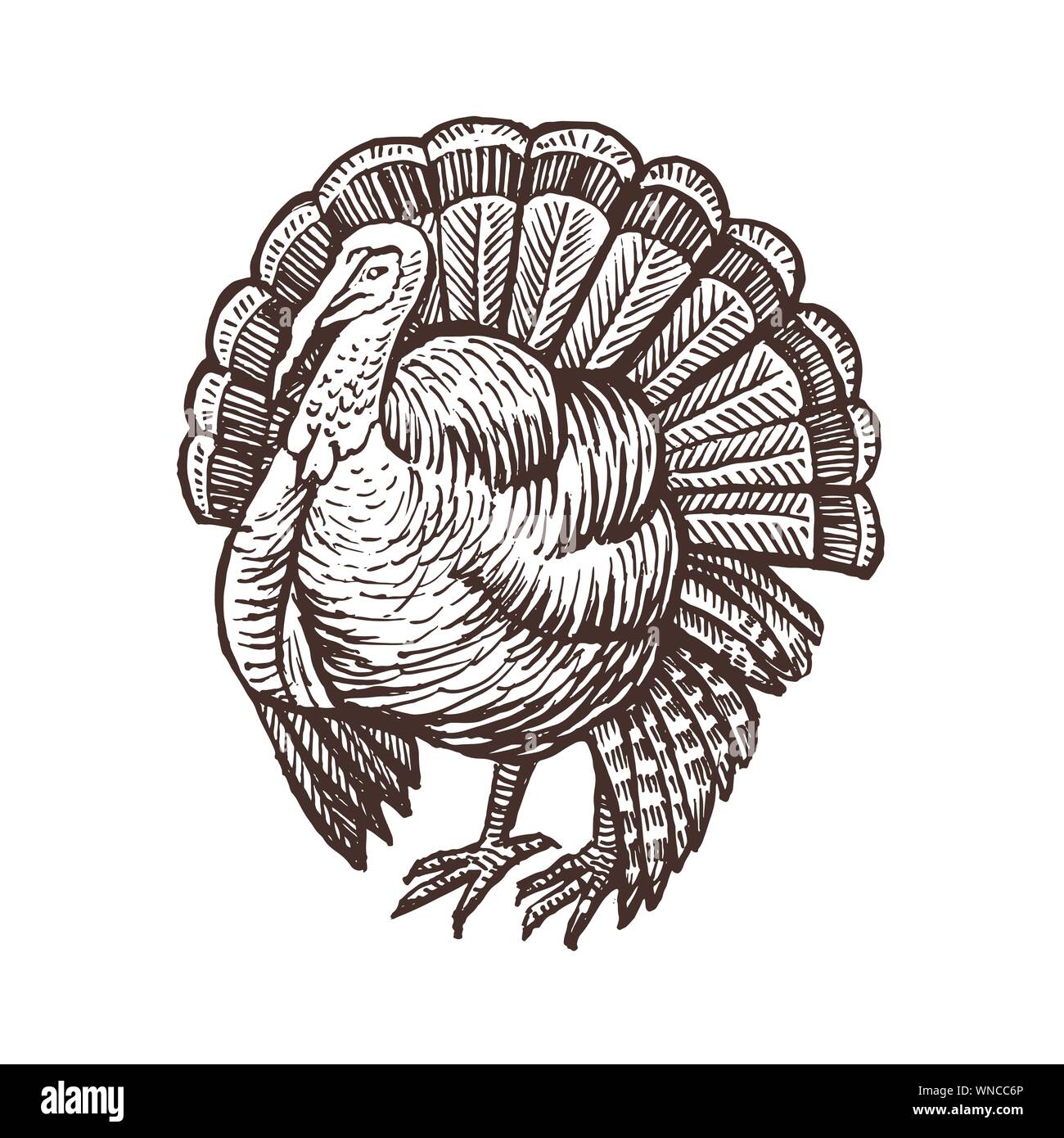Turkey farm animal sketch, isolated turkey bird on the white background.  Vintage style. Vector illustration Stock Vector Image & Art - Alamy