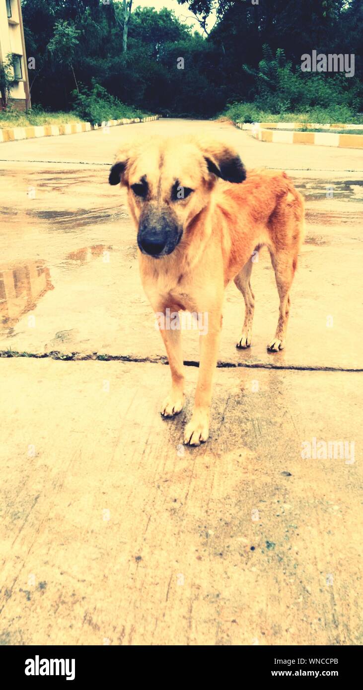 Dog on pavement hires stock photography and images Alamy