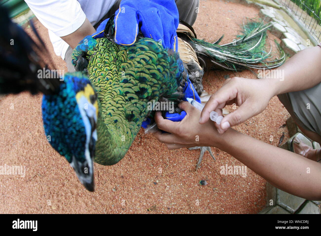Medical Treatment To Peacock By Veterinarian Stock Photo