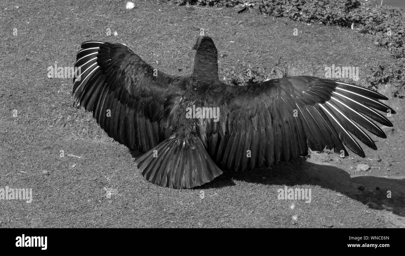 Rear View Of Vulture With Spread Wings Stock Photo