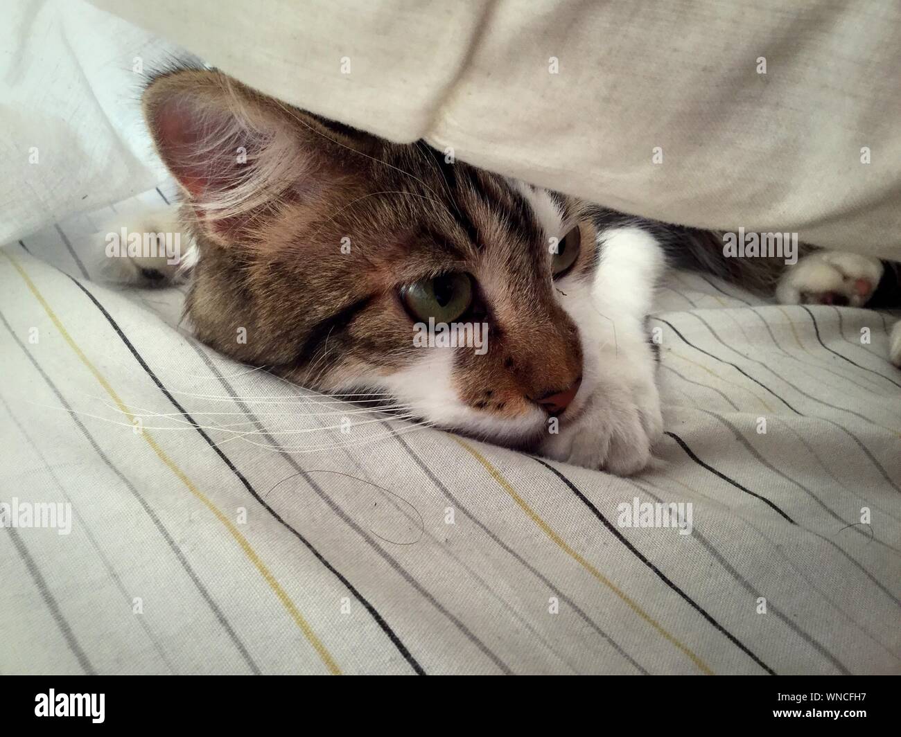 Cat hiding under hires stock photography and images Alamy