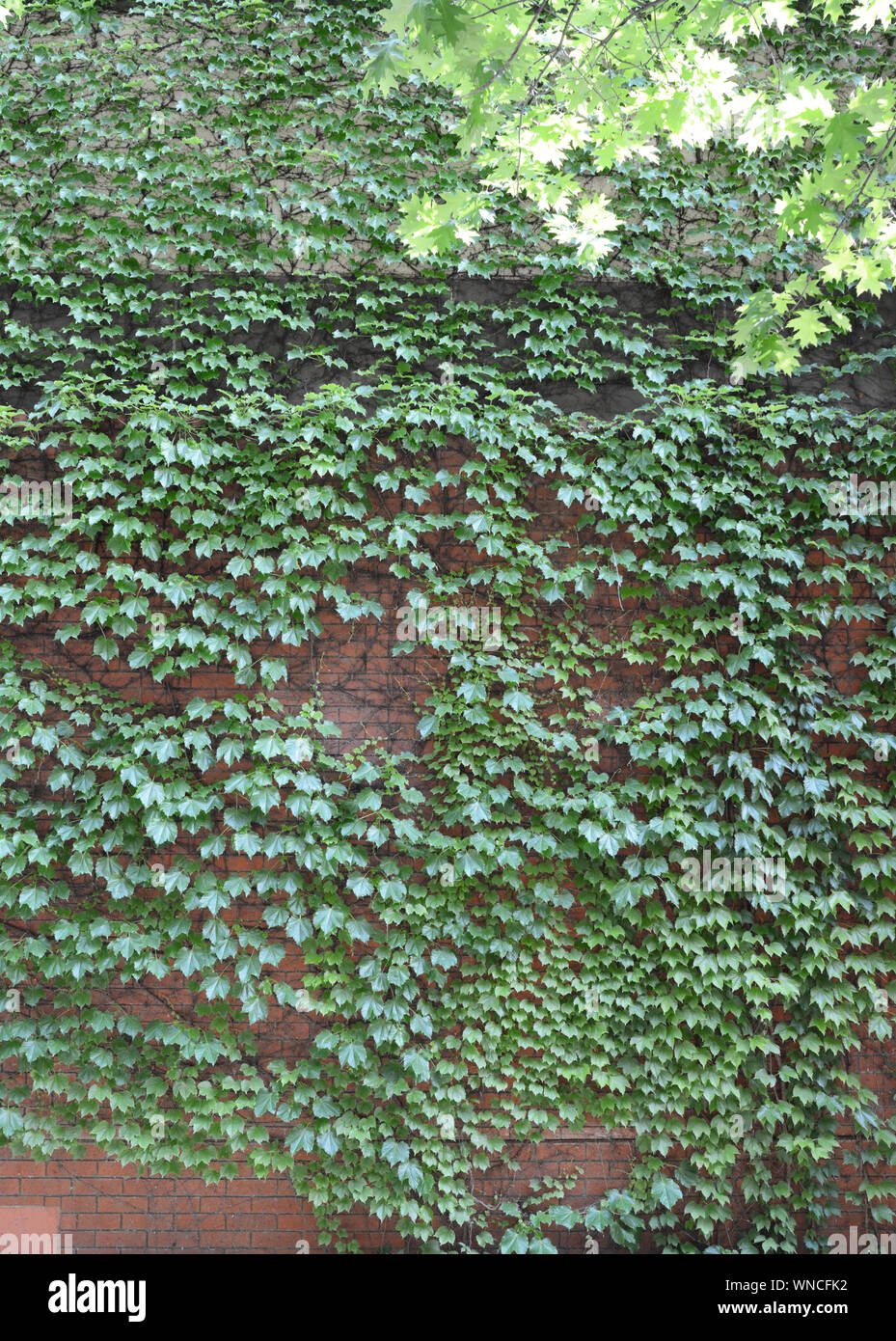 Photo of a brick wall covered with clinging ivy. Beautiful garden feature but can cause damage. Stock Photo
