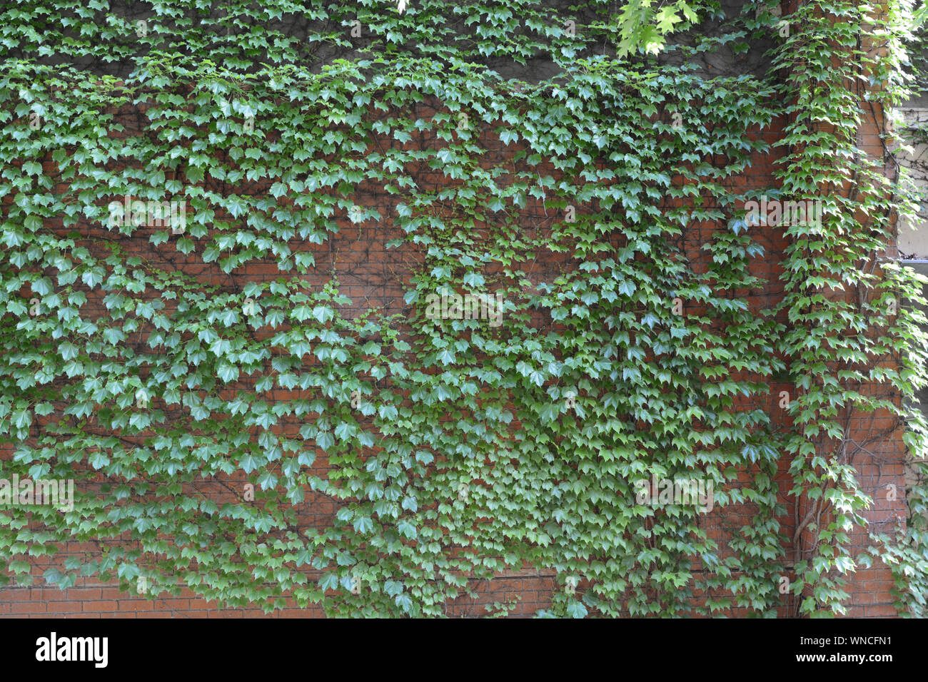 Photo of a brick wall covered with clinging ivy. Beautiful garden feature but can cause damage. Stock Photo