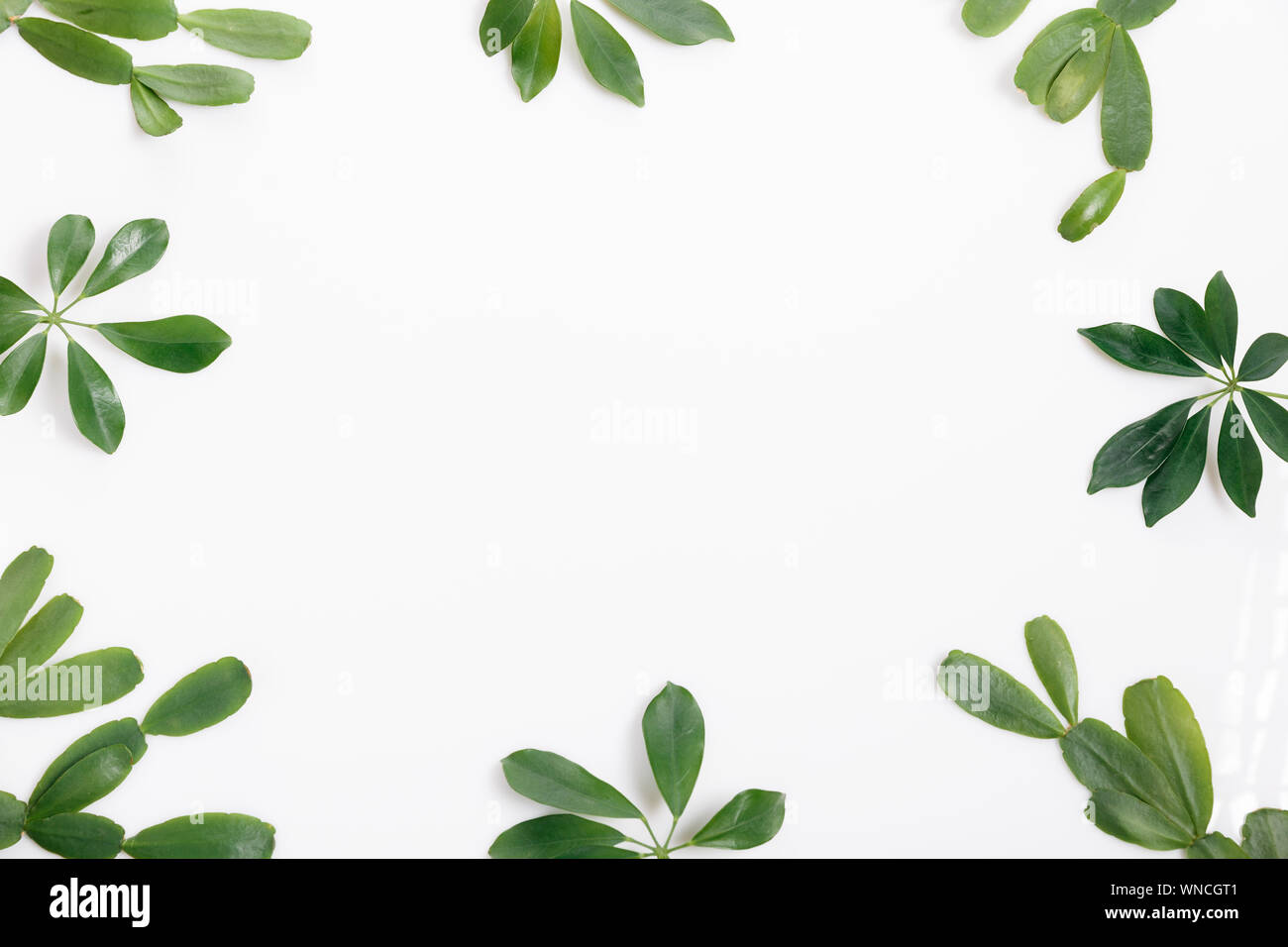 Tropical green leaf frame on white background Stock Photo - Alamy