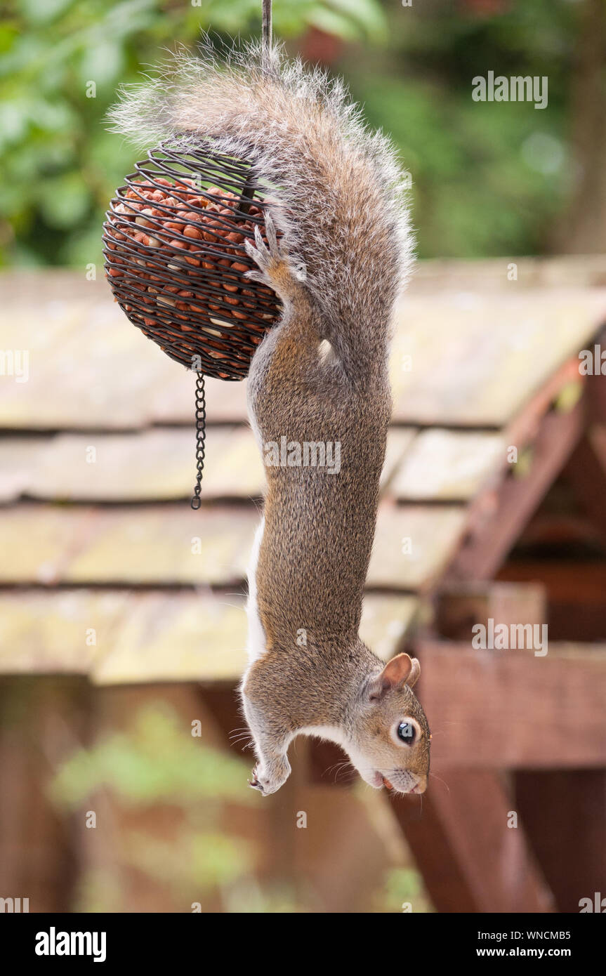 Close Up Of Squirrel Hanging On Bird Feeder Stock Photo 271342713