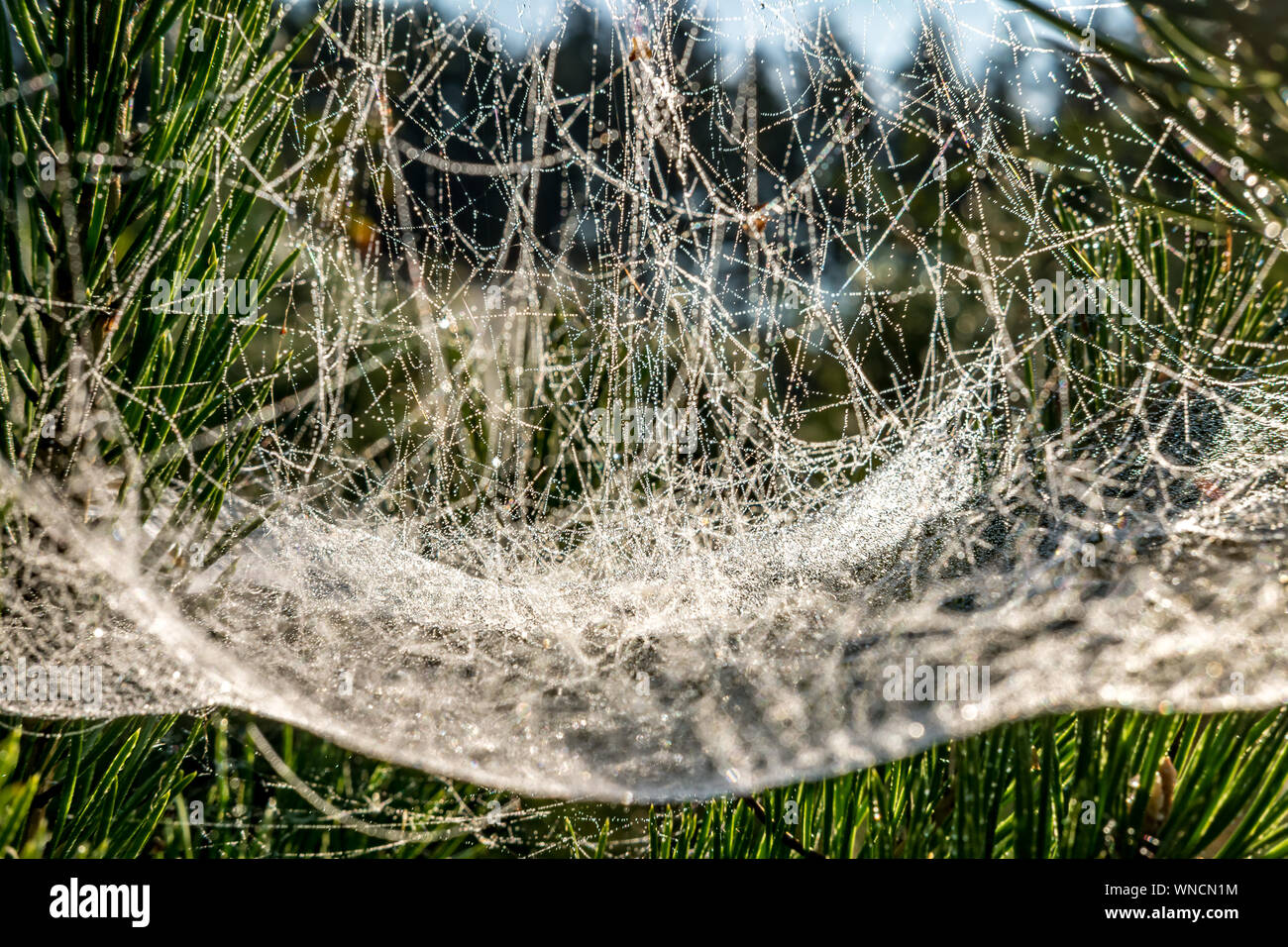 drops of morning dew on a spider web on pine branches at sunrise Stock Photo