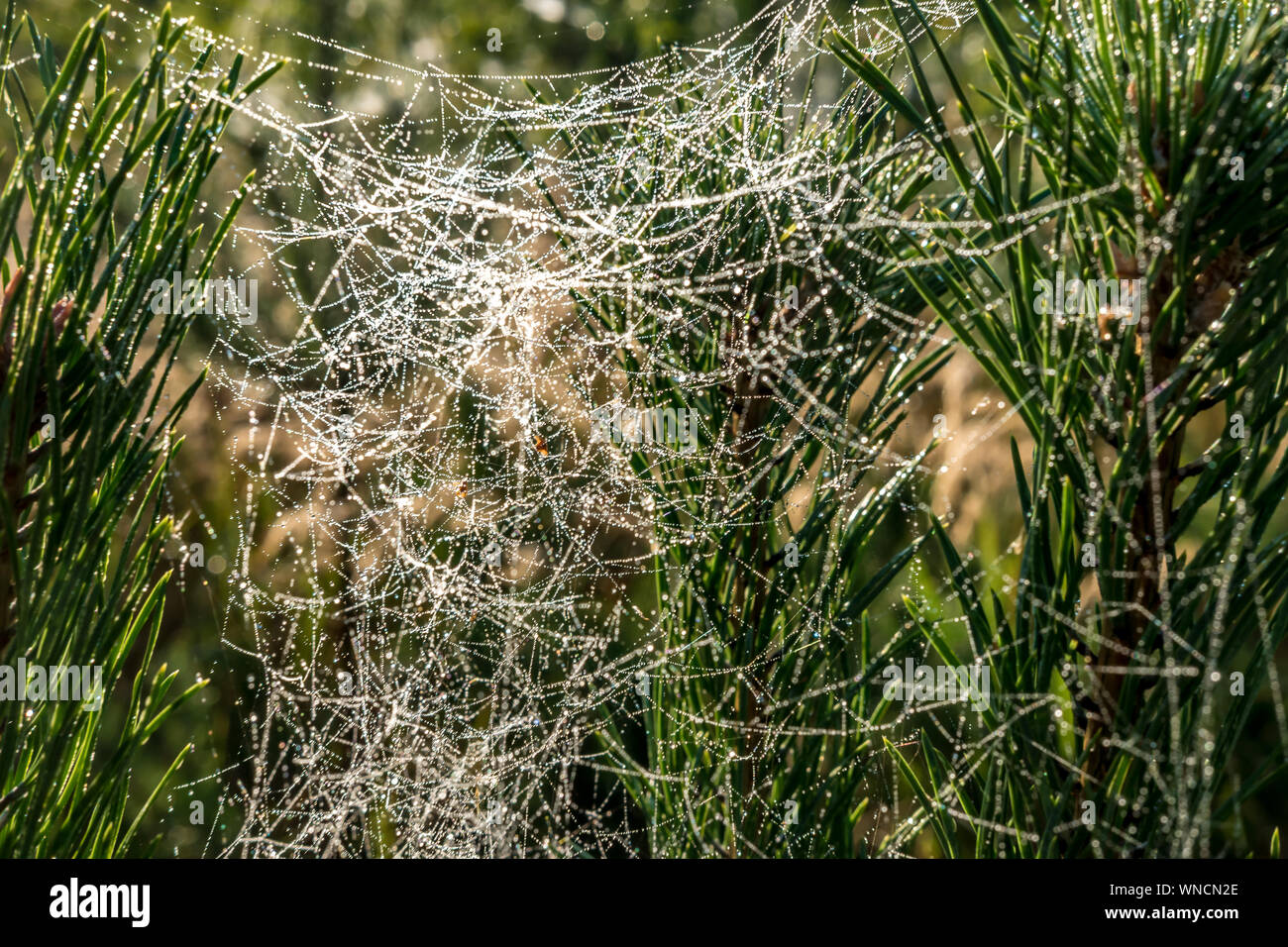 drops of morning dew on a spider web on pine branches at sunrise Stock Photo