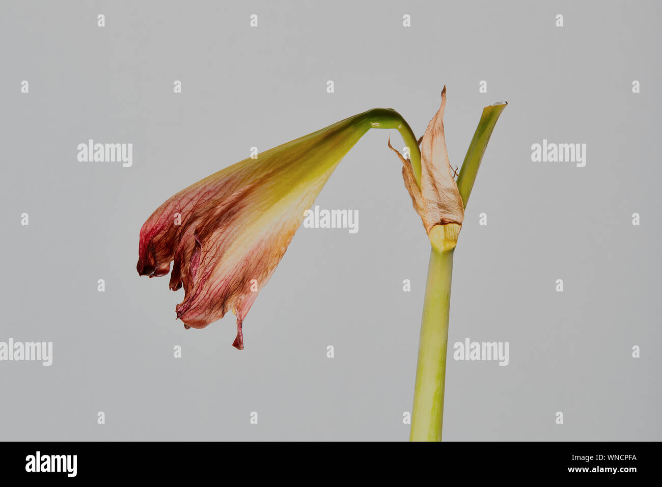Close up of an Amaryllis (Amaryllidoideae),Hippeastrum, Fairytale, its one flower now dying, with a clear background behind Stock Photo