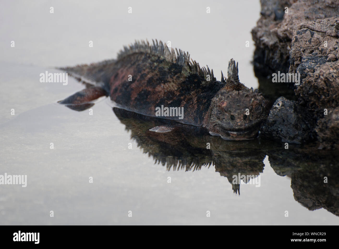 Iguana iguana swimming hi-res stock photography and images - Alamy