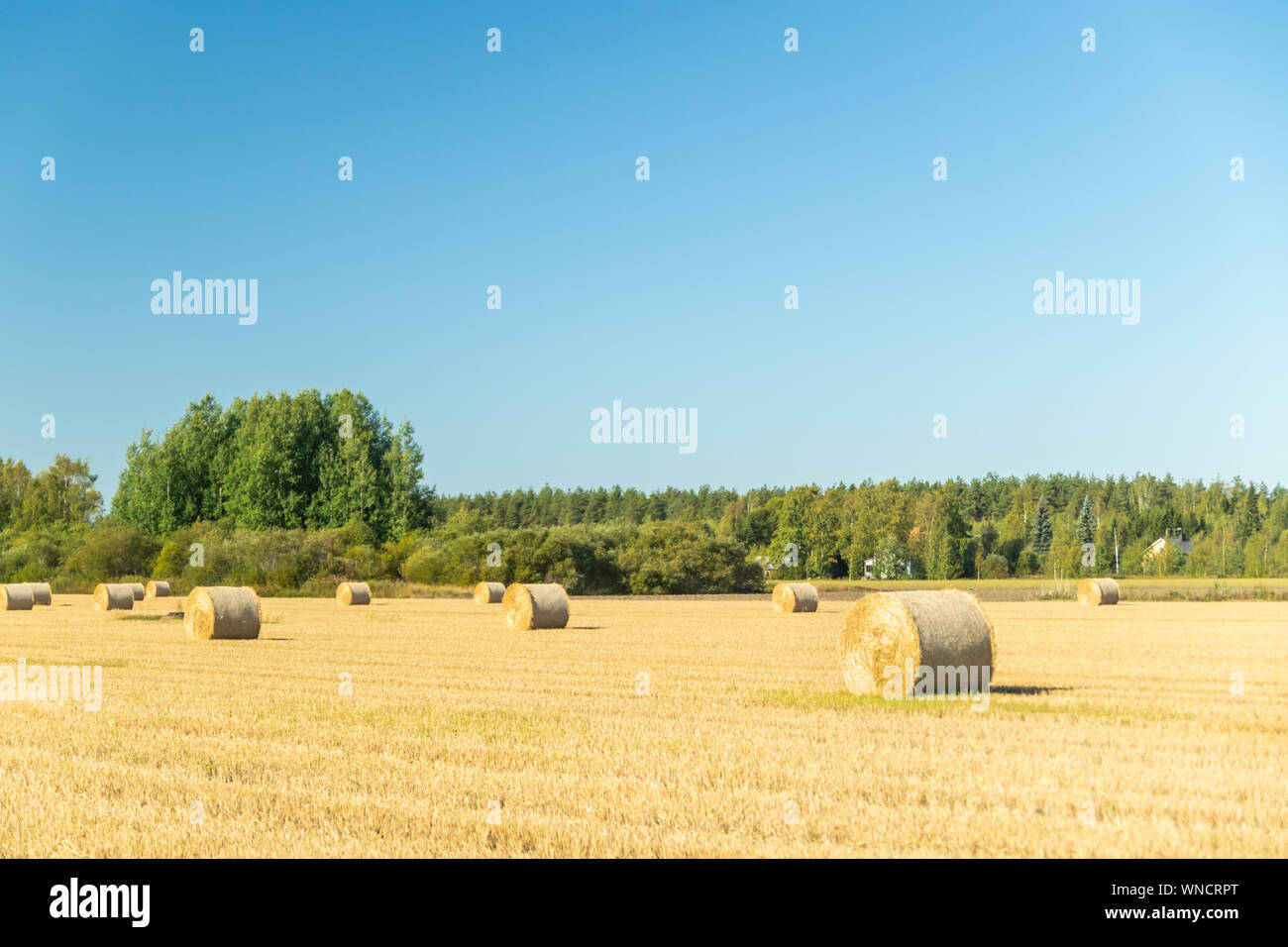 Rolls of hay bales in a field at farm Stock Photo - Alamy