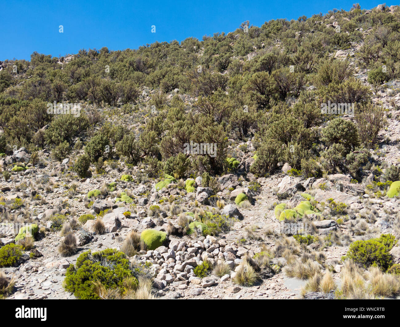 Quenoa forest, Polylepis tarapacana, the only vegetation that grows at ...