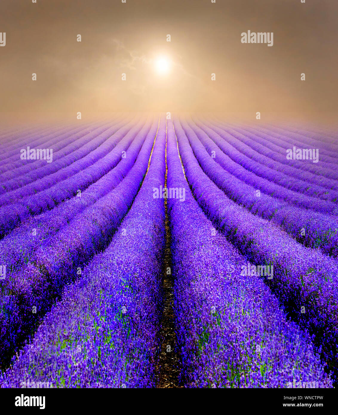 Lavender Fields on a Foggy Sunrise Stock Photo